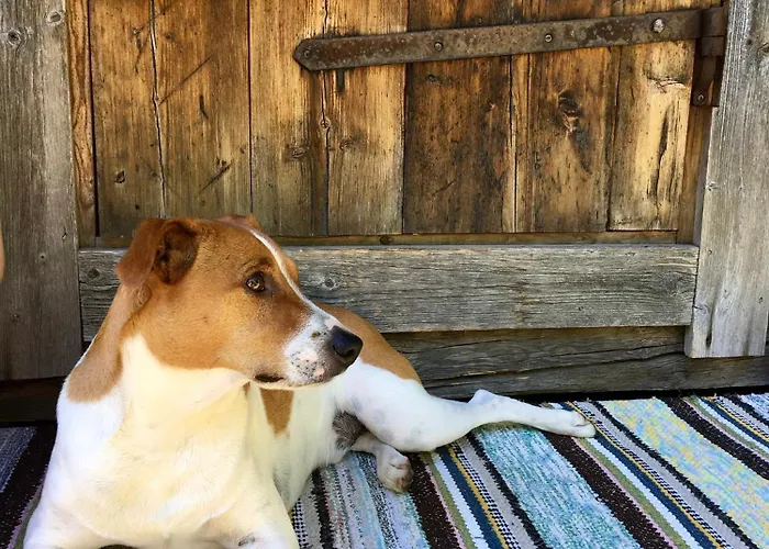 فندق مبيت وإفطار Savikulma